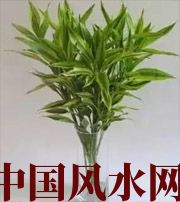 亳州十二生肖养什么植物最旺财运？你知道吗！