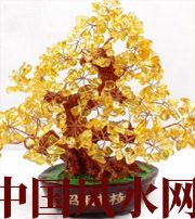 亳州买了招财植物却不能发财，是方位摆错了！